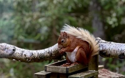 Meet Rupert the Red Squirrel
